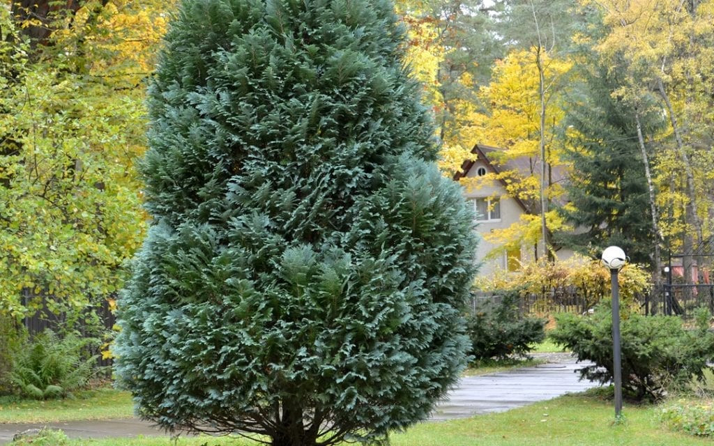 Evergreens for Your NW Arkansas Home